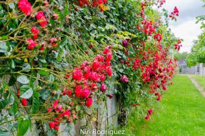 Fotografía del entorno natural cercano a tu establecimiento turístico en primavera